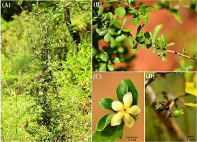 Phylogeography of Himalrandia lichiangensis from the dry-hot valleys in Southwest China